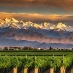 Mendoza Wine