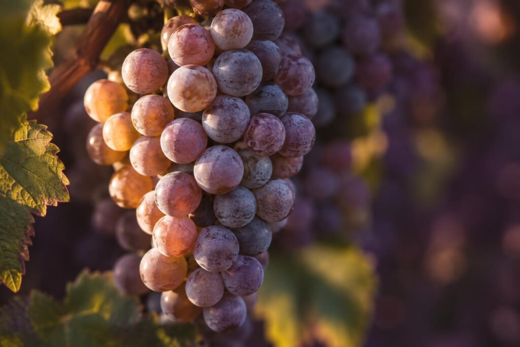 A cluster of greyish pink Pinot Gris grapes on the vine